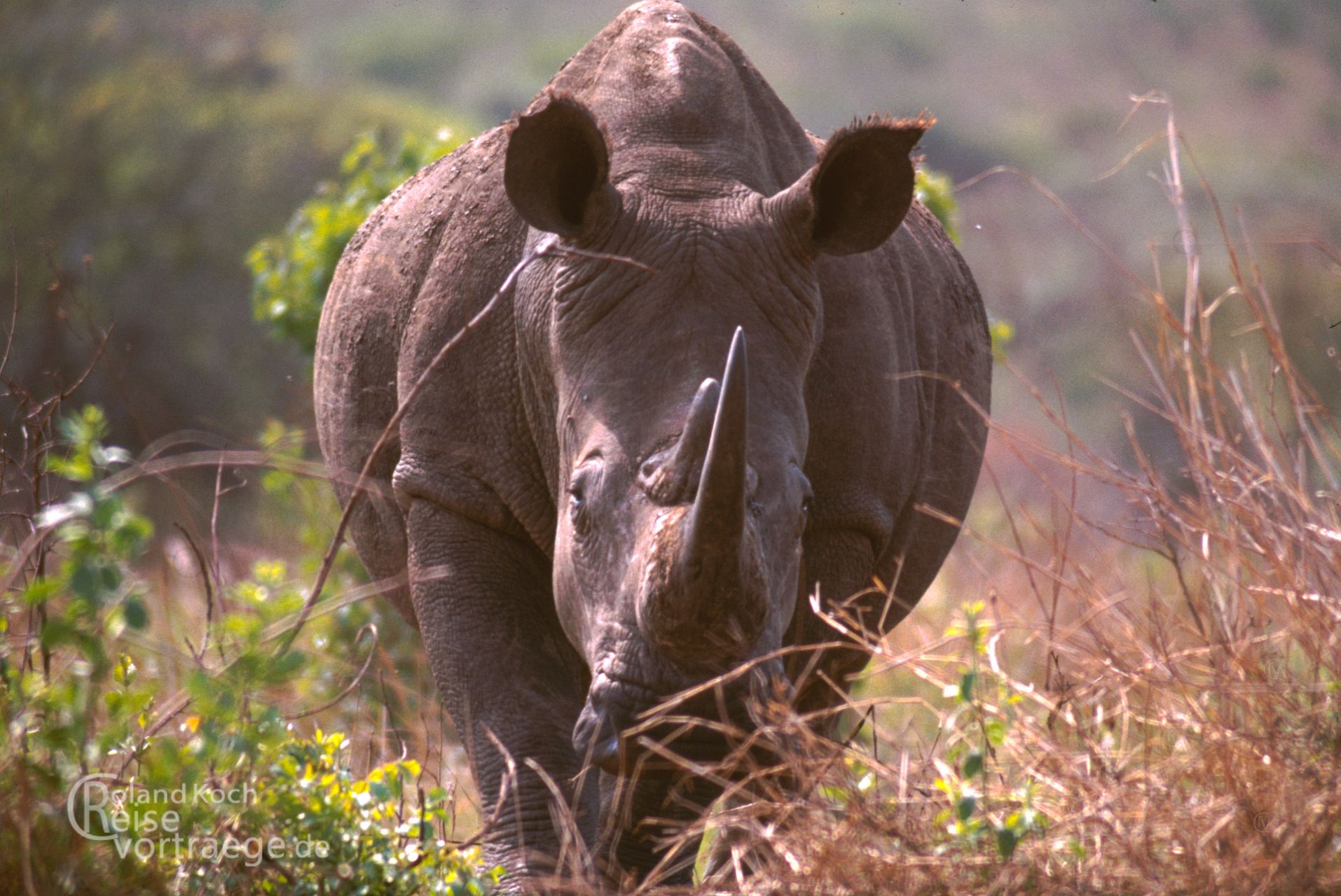 Southafrica- Rhino at Nationalpark Hluhluwe
